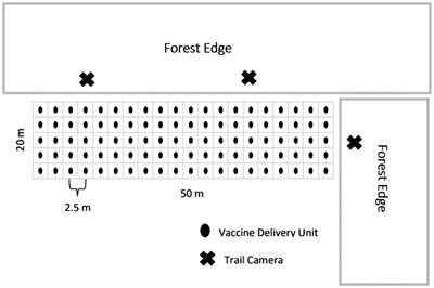 Use of rhodamine B as a biomarker in a simulated oral vaccine deployment against bovine tuberculosis in white-tailed deer